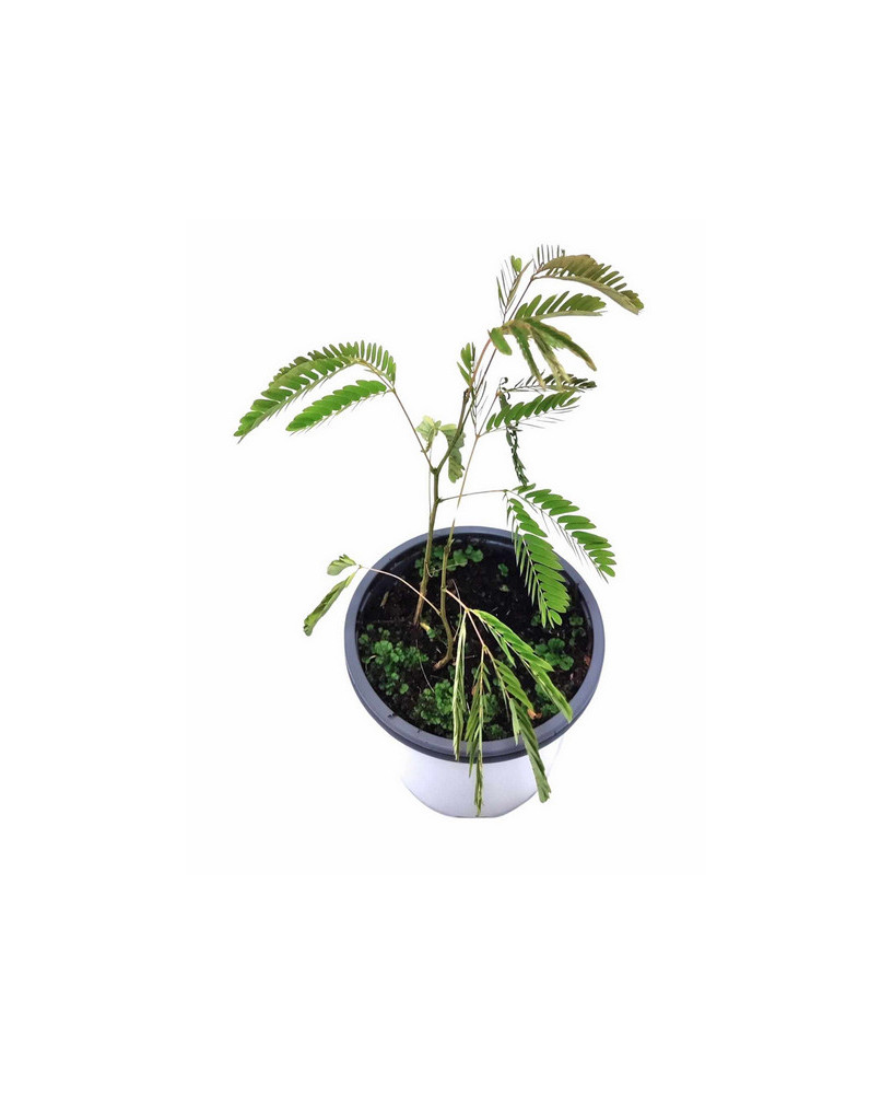 Acacia de la seda