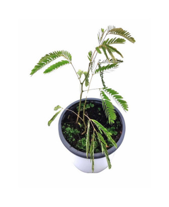Acacia de la seda