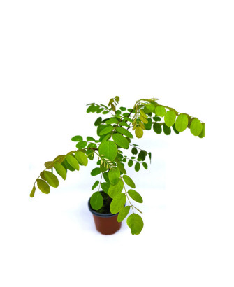 Acacia blanca