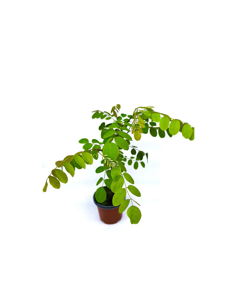 Acacia blanca