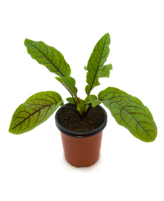 Acedera roja
