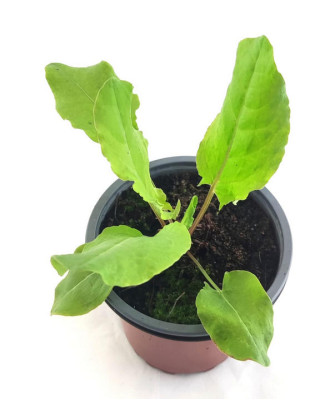 Acedera verde