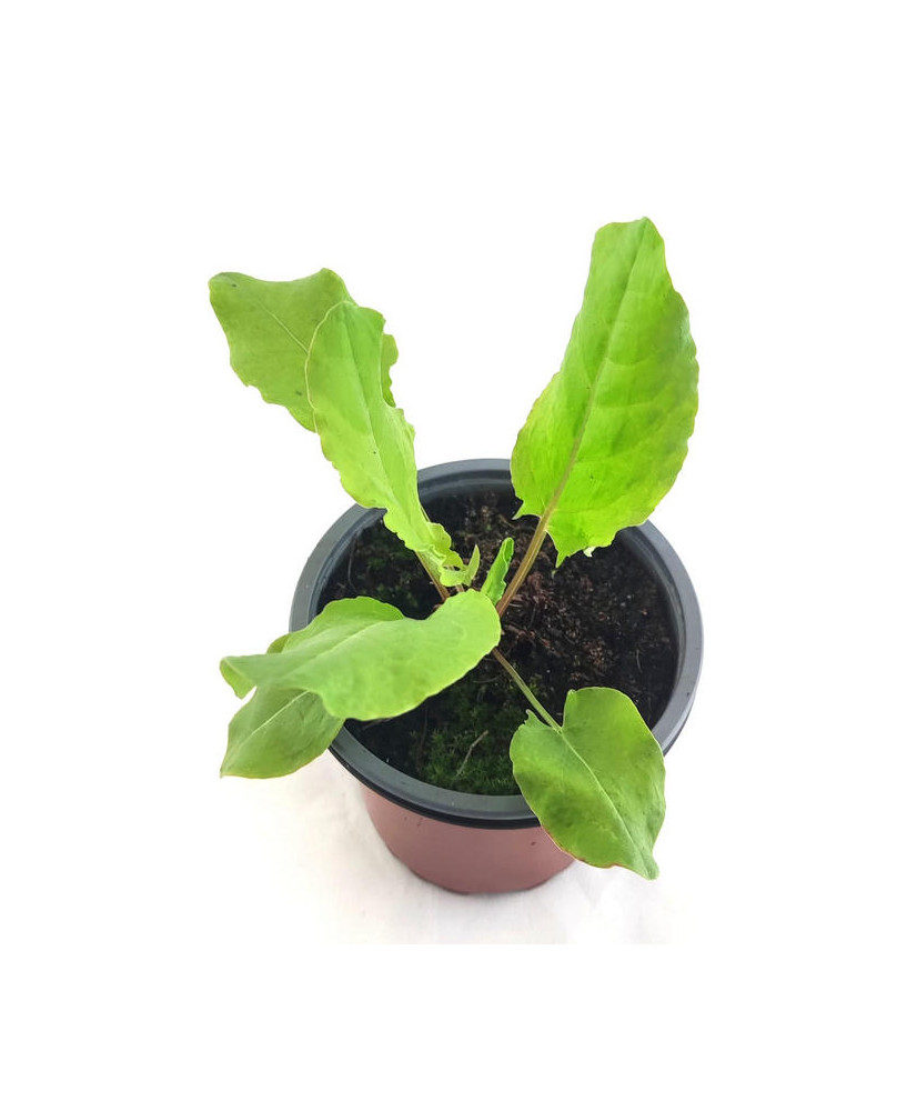 Acedera verde