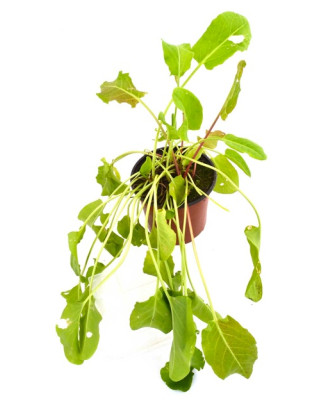 Acederilla