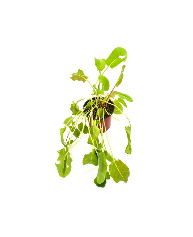 Acederilla