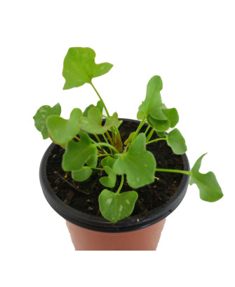 Acedera romana