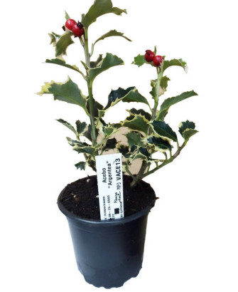 Acebo argéntea marginata
