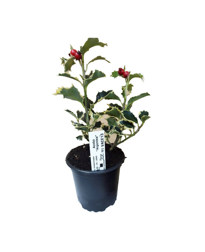 Acebo argéntea marginata