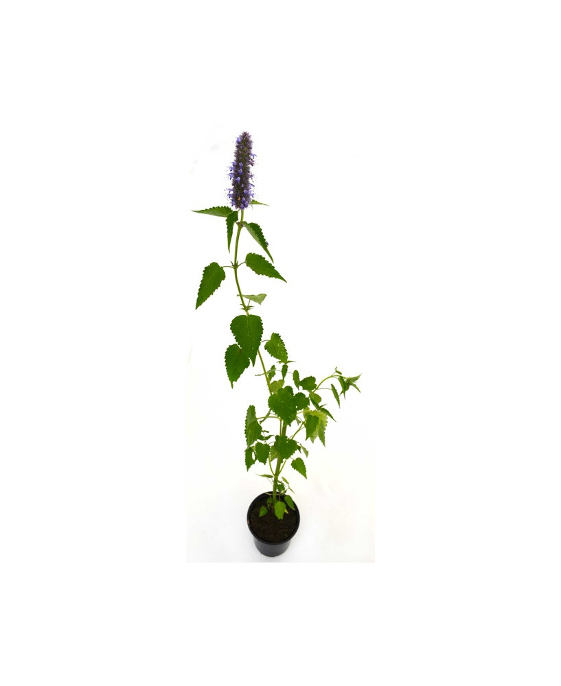 Agastache flor lila