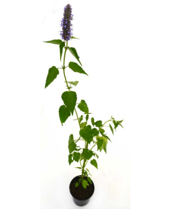 Agastache flor lila