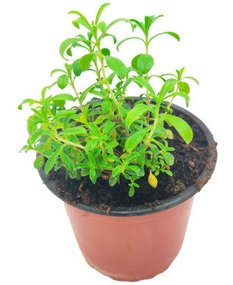 Ajedrea limón