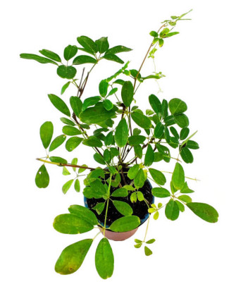 Akebia