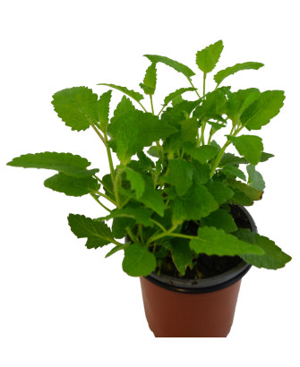 Alcachofa china / bulbo comestible