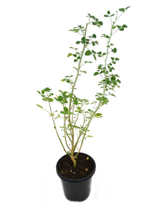 Alfalfa