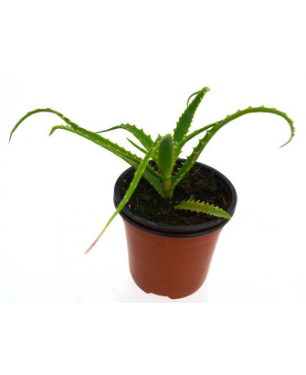 Aloe pulpo