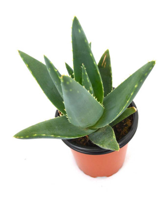 Aloe Ferox