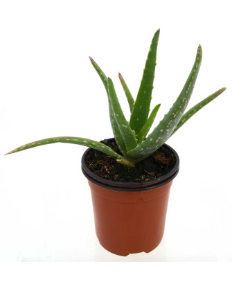 Aloe vera