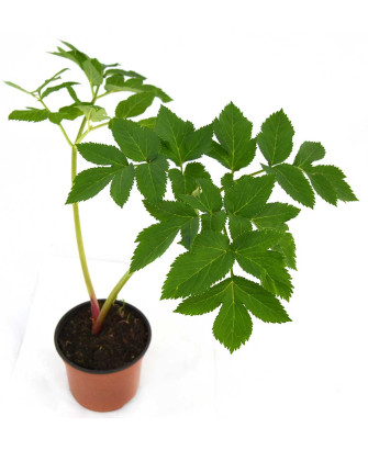 Angélica