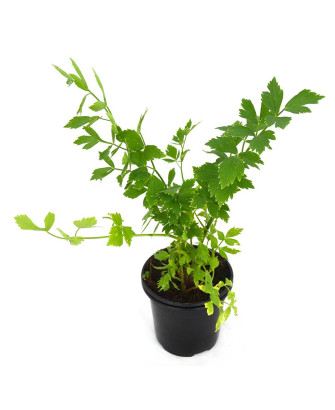 Apio PERENNE silvestre