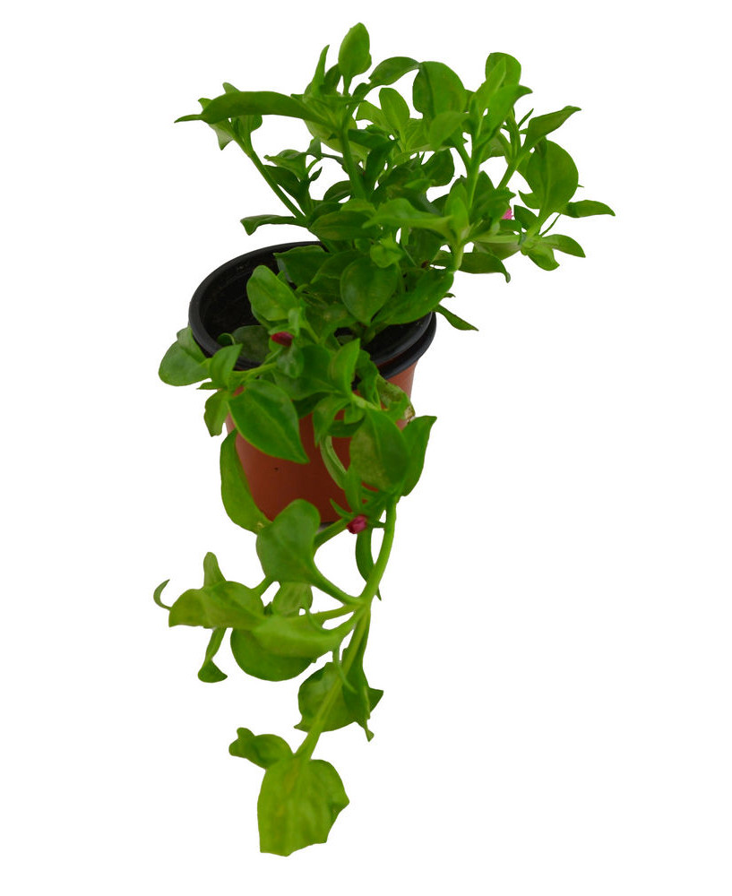 Aptenia cordifolia Verde