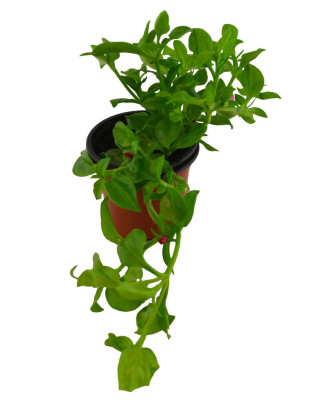 Aptenia cordifolia Verde
