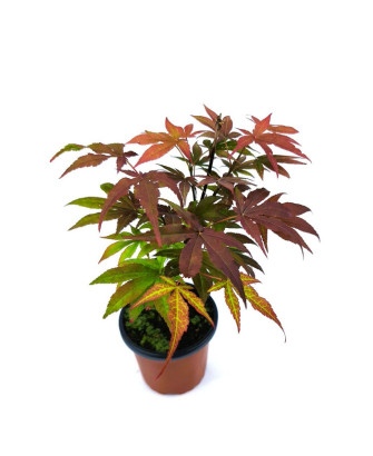 Arce japones purpura