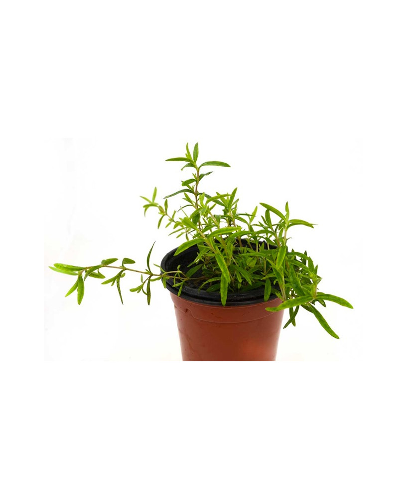 Arenaria