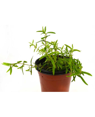 Arenaria