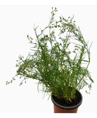 Arenaria roja