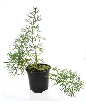 Armala roja (Ruda de Siria)