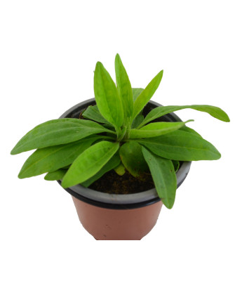 Árnica mejicana