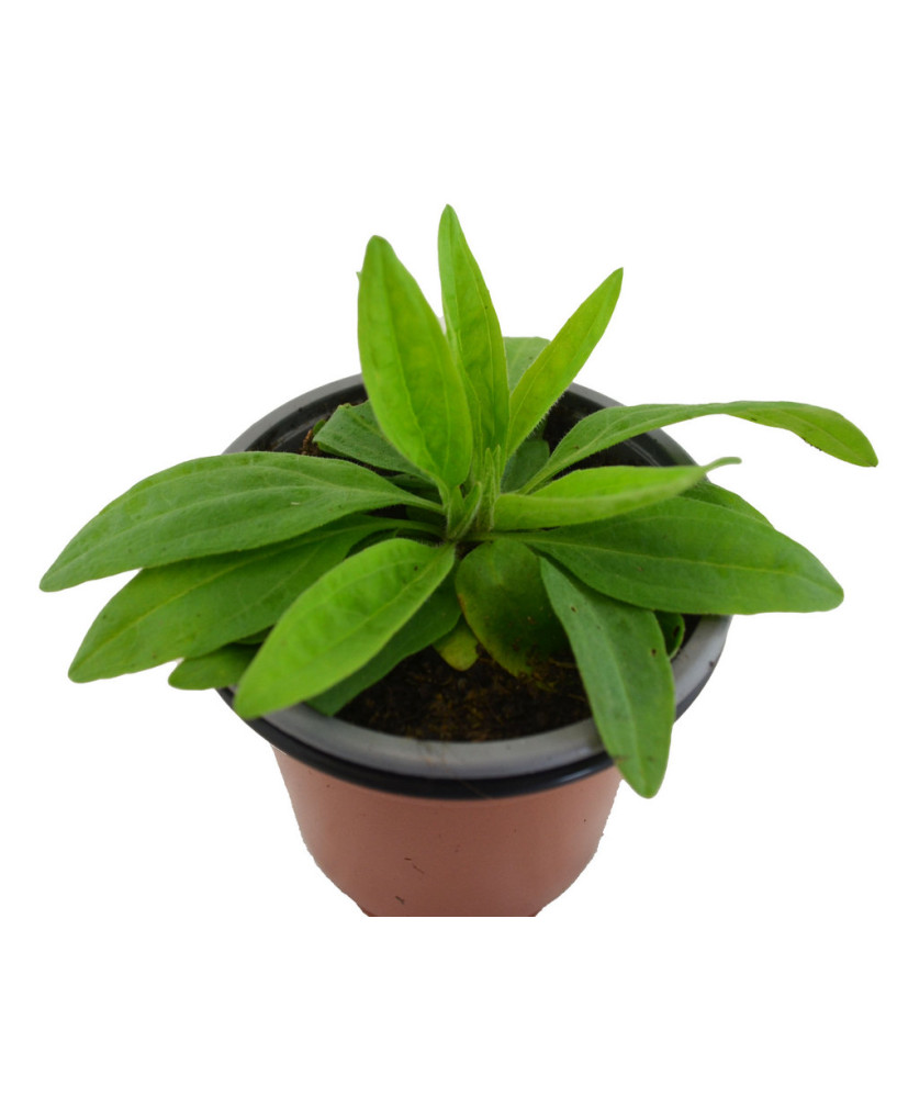 Árnica mejicana