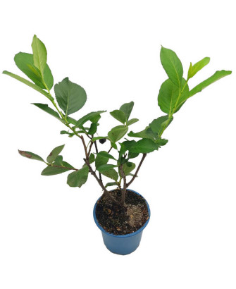 Aronia negra