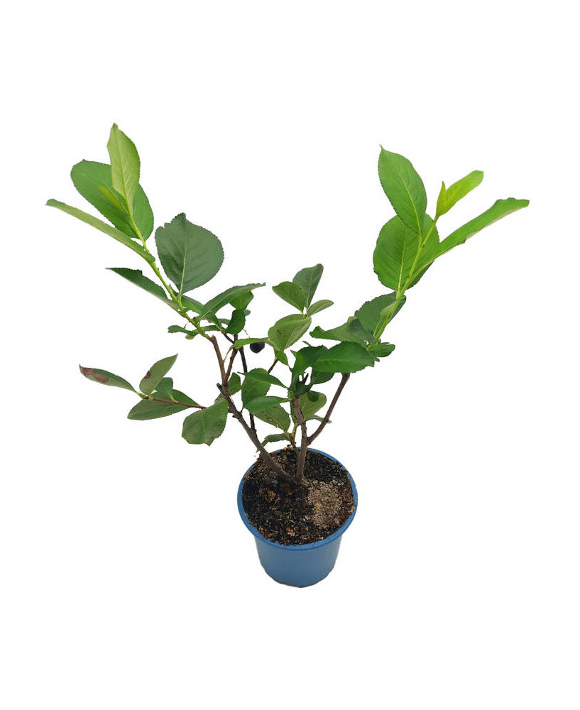 Aronia negra