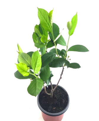 Aronia viking
