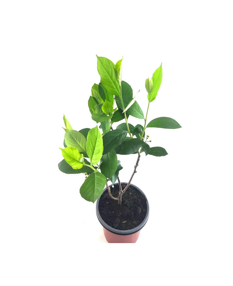 Aronia viking
