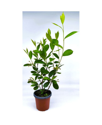 Aronia Hugin