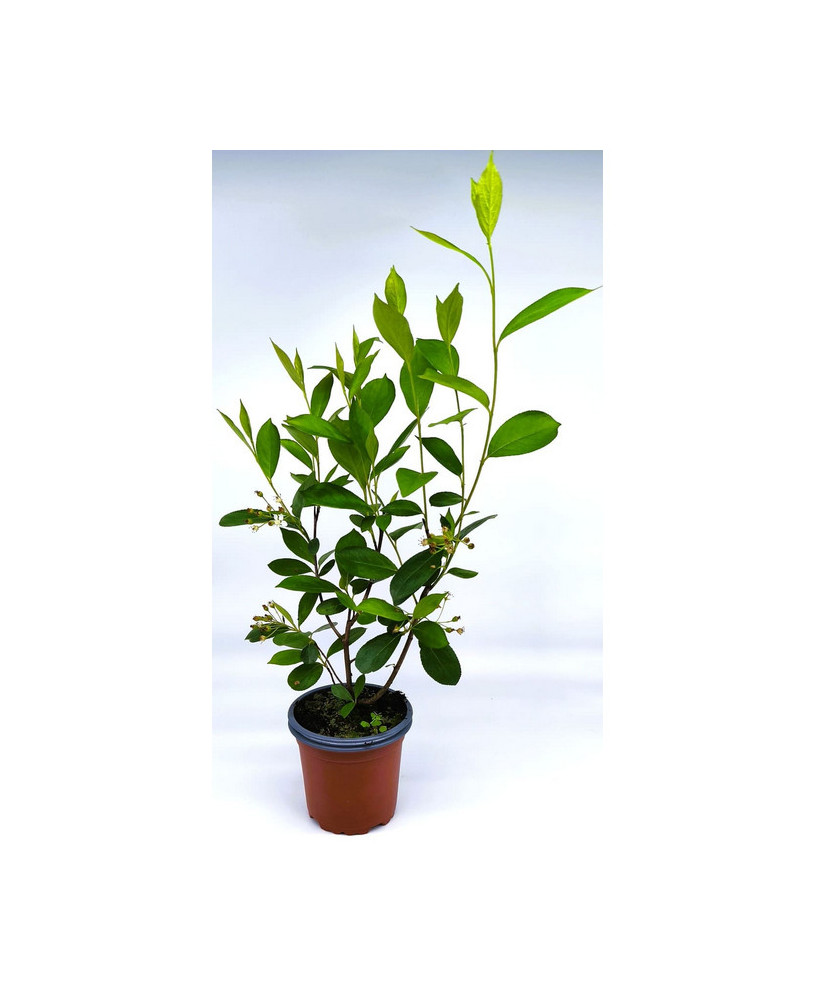 Aronia Hugin