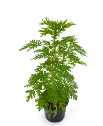 Artemisa annua