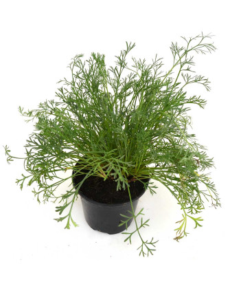 Artemisa campestris