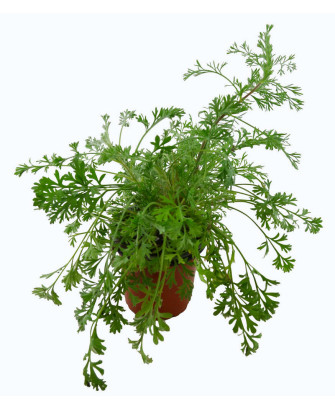 Artemisia vulgaris