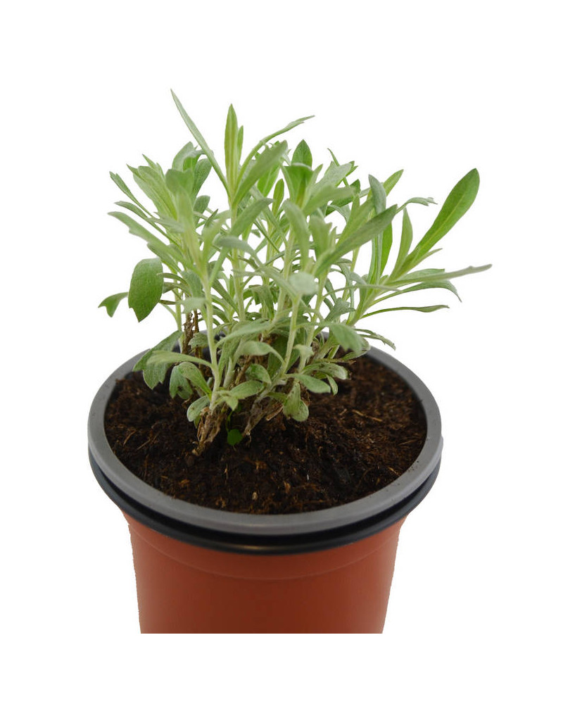 Artemisia ludoviciana