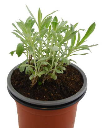 Artemisia ludoviciana