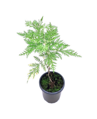 Artemisa ajenjo africano
