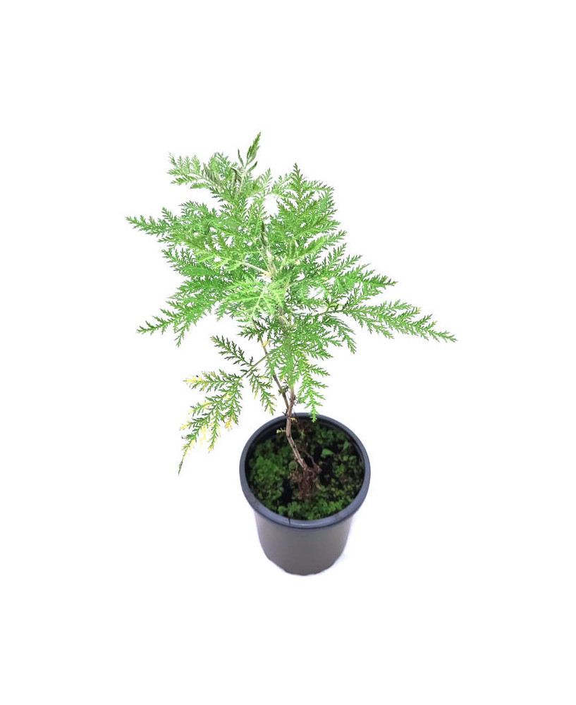 Artemisa ajenjo africano