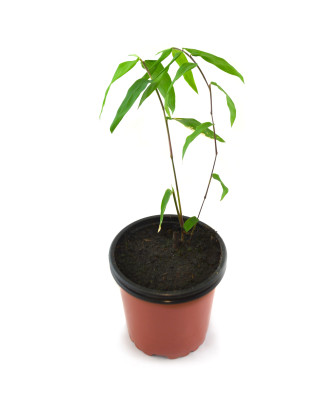 Bambú gigante