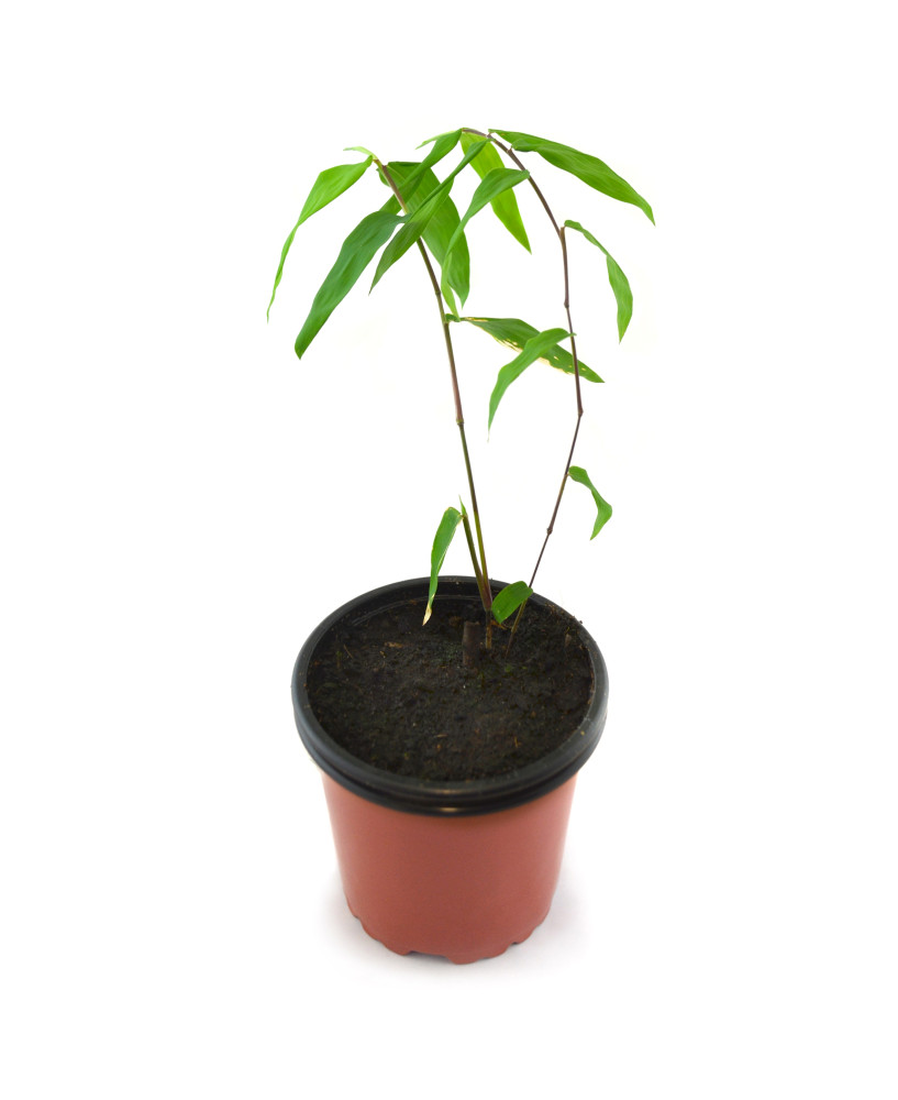 Bambú gigante
