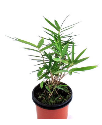 Bambú enano hoja rallada