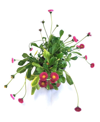 Bellis rojo