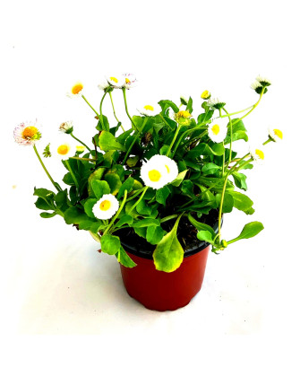 Bellis blanco